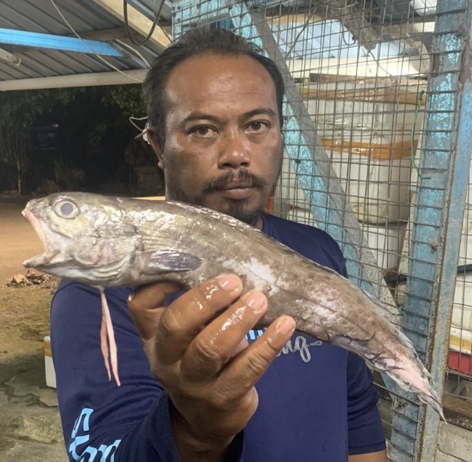 Nelayan terkejut jumpa ikan badan sembilang, kepala gelama