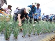 Malaysia mengorak langkah tanam bawang besar-besaran