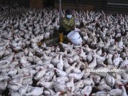 Dagangan ternakan di Malaysia naik 23.2% kepada RM1.4 bilion pada 2023