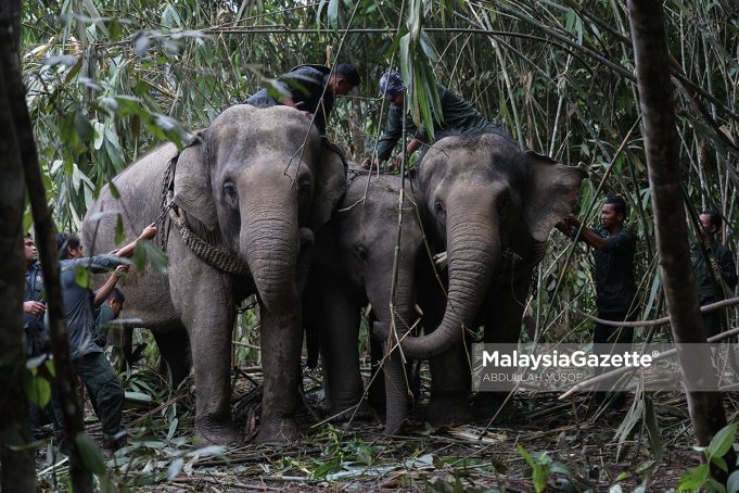 OPERASI PEMINDAHAN GAJAH LIAR