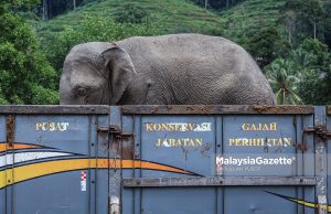Perhilitan tangkap gajah liar di Kg Kemubu