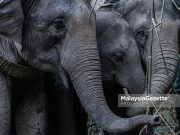 Penduduk RKT Kesedar Renuk Baru ketakutan ‘dikunjungi’ gajah liar