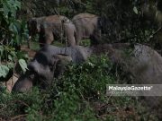 Dua gajah liar dilepaskan di Hutan Simpan Belum