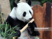 PM bincang dengan China untuk lanjut tempoh pinjaman panda