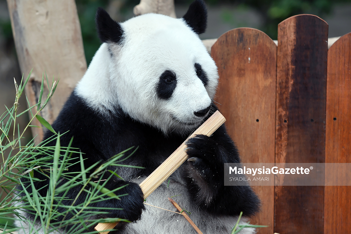 Beban kewangan paksa Finland pulangkan dua panda ke China