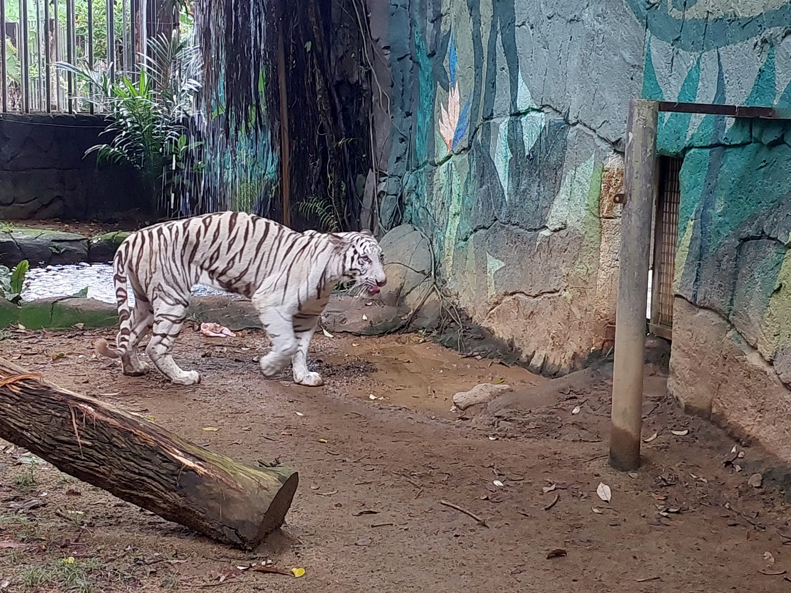 Elsa kurus sebab ada masalah tulang