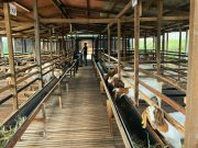 USIM buka langkah dalam industri ternakan