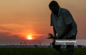 Pesawah tertekan akibat kenaikan diesel, pembangkang gesa tindakan segera