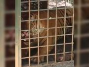 ‘Yob Kuang’ seberat 156 kilogram ditangkap