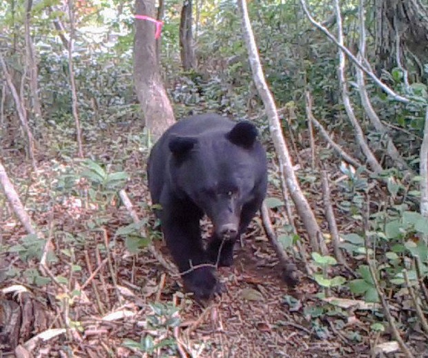 Kerajaan Jepun diminta beri subsidi untuk musnahkan beruang