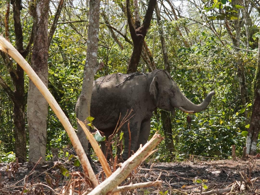 Dua ekor gajah rosakkan tanaman di Kluang sudah dipindahkan