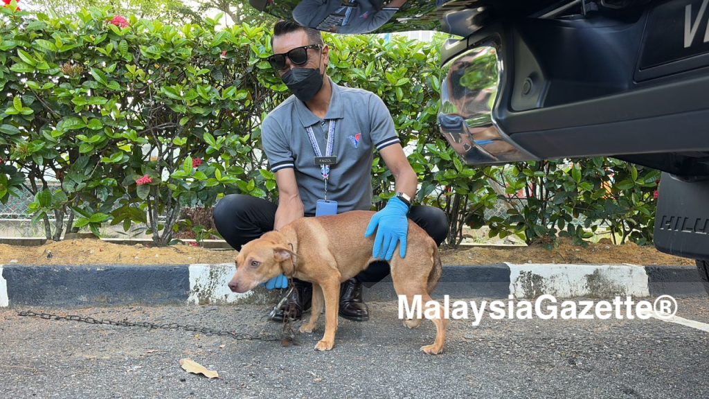 Penjaja heret anjing dipenjara sehari, denda RM12,000 6