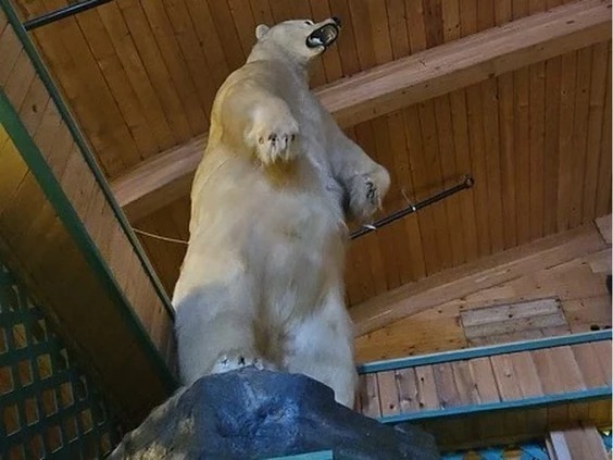 Beruang gergasi seberat 225kg hilang dari resort