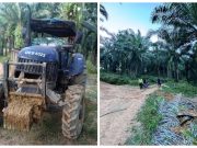 Pekerja ladang maut digilis traktor di ladang kelapa sawit