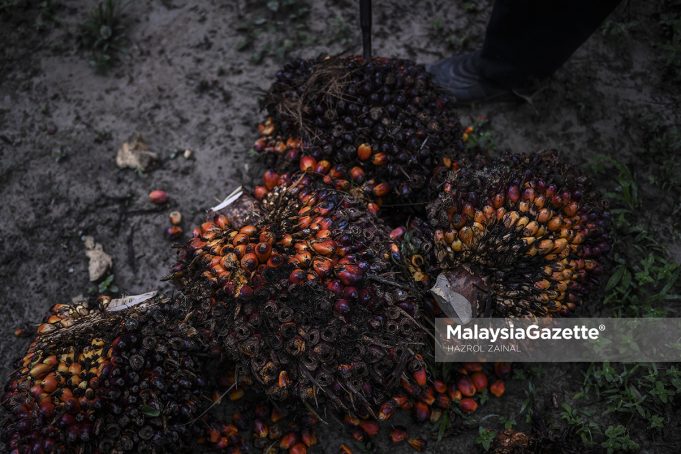 MGF06062020_CHINI KELAPA SAWIT24