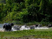 Cuaca panas hingga pertengahan April