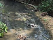 MBSP sanggah kenyataan tiada tindakan isu pencemaran sungai