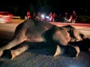 Gajah dilanggar Porsche sudah ditangkap