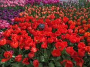 Taman tulip Keukenhof dibuka untuk kali ke-75