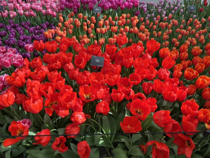 tulip