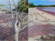 Peningkatan suhu air laut punca ubur-ubur terdampar di pantai Kuala Penyu