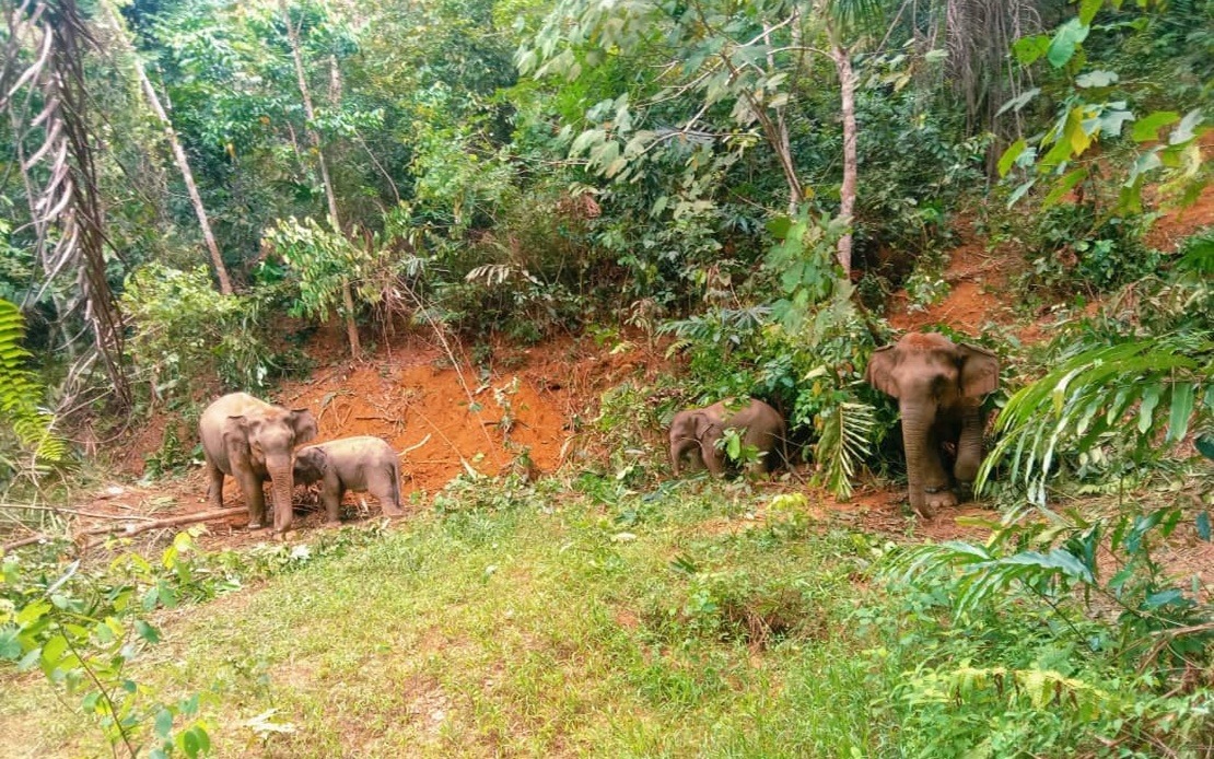 Perlihitan Kelantan tangkap gajah liar ganggu penduduk di Tanah Merah