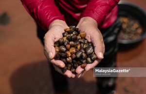 Pencari Etok Sungai Air Tawar #DailyLife