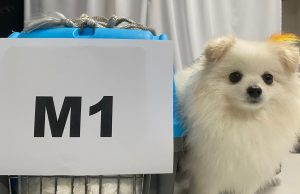 MAQIS patah cubaan bawa masuk anjing tanpa permit dari Turkiye