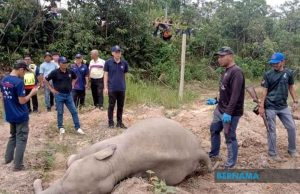 Empat gajah ditemukan mati di Kluang