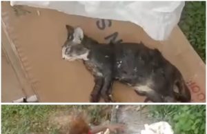 Polis buru suspek aniaya kucing di Kota Giam