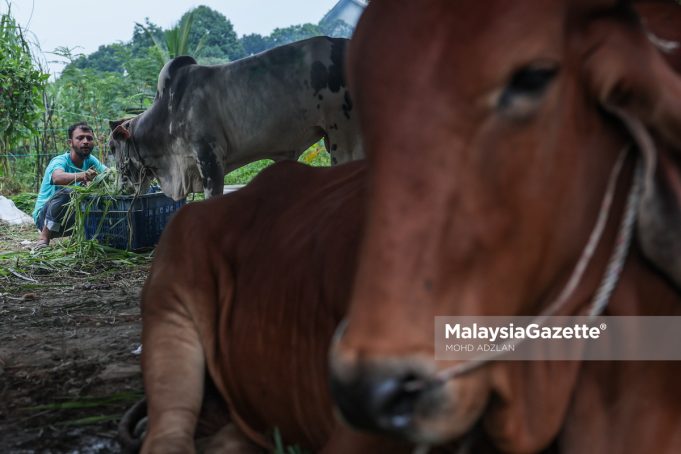MGF16062024_LEMBU-15