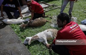 Pelajar, kakitangan MEDIU teruja sertai ibadah korban