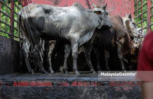 Hati-hati beli lembu, kambing murah – Mohamad Sabu