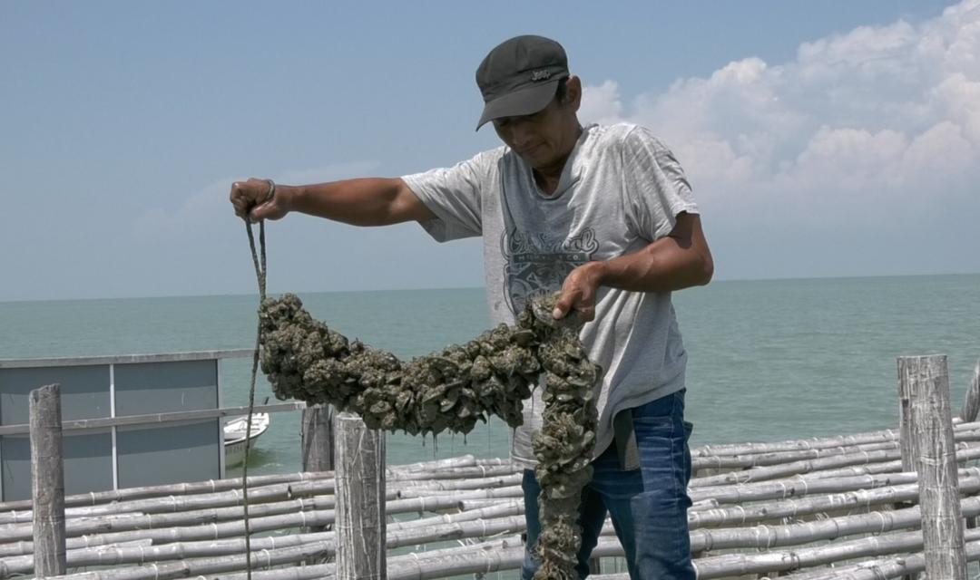 Kupang beracun: Penternak Melaka rugi hampir RM2 juta