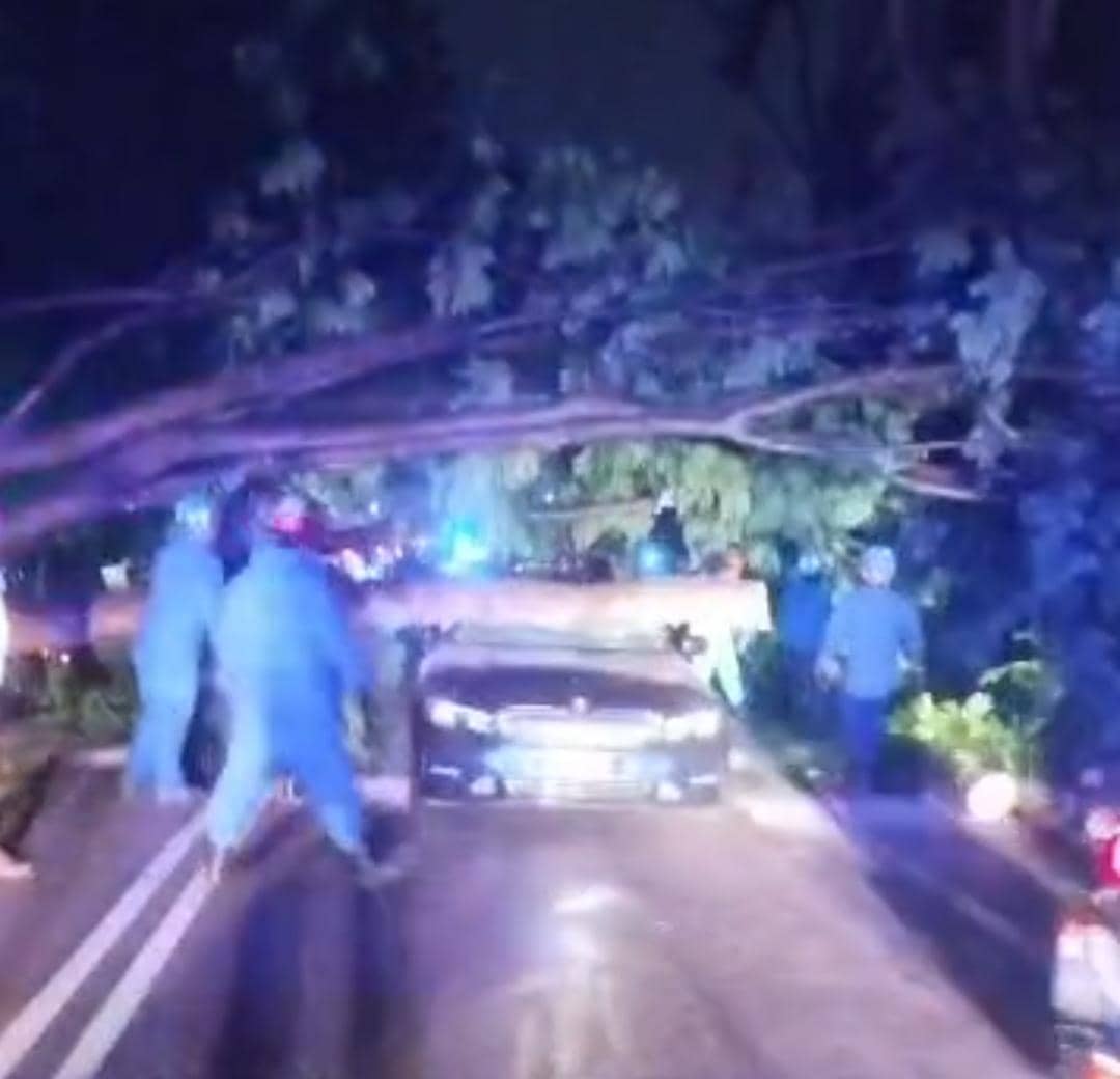 Pemandu BMW, penunggang motosikal nyaris maut dihempap pokok tumbang