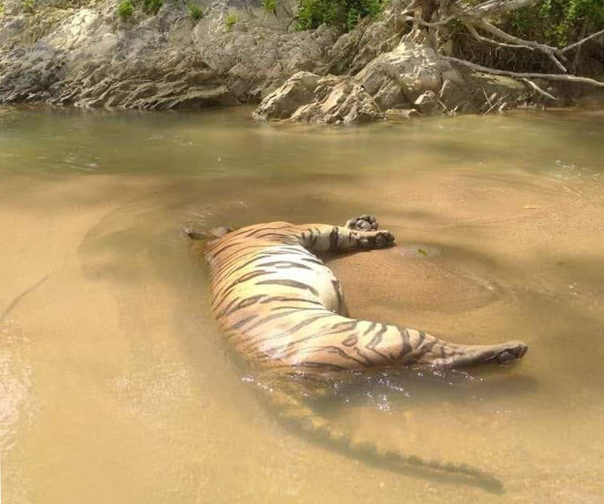 Bangkai harimau ditemui di Kuala Krai tiada kesan tembakan, jerat