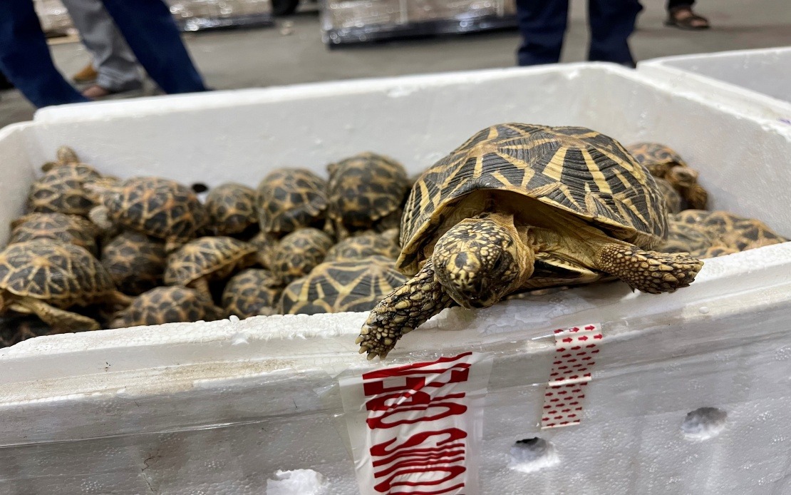 Lelaki cuba seludup 160 kura-kura ke Malaysia ditahan di Lapangan Terbang Chennai