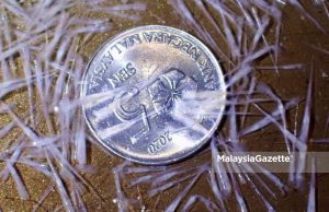 Kepulauan Mersing bebas, selamat daripada serangan pteropoda