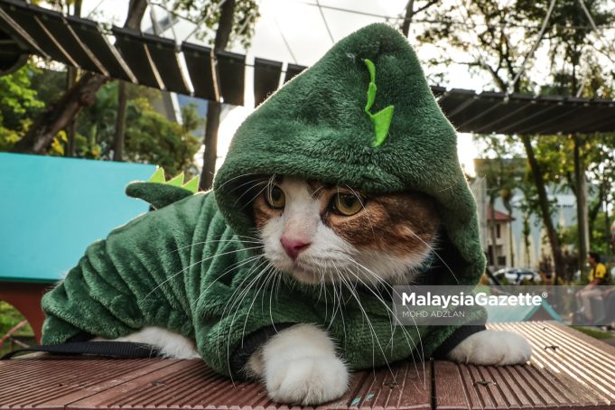 MGF08072024_TAMAN KUCING-10