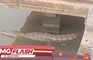 Buaya Berhampiran Kampung Morten #MGFlash