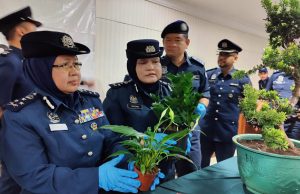 Bongsai, pelbagai jenis pokok dirampas lebih RM325,000