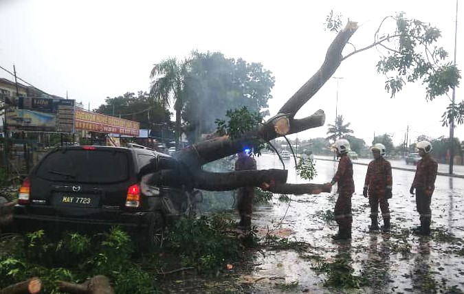 MPV dihempap pokok