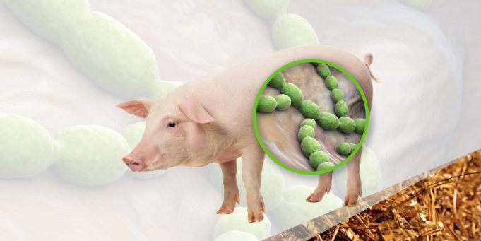 babi