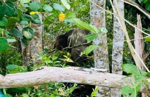 Mangsa serangan gajah di Mersing ditidurkan