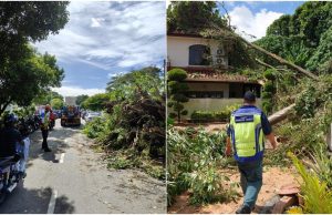 MBPP terima 20 laporan pokok tumbang akibat ribut