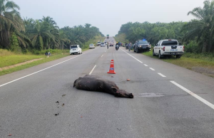 Pengawal Keselamatan HOSHAS maut langgar kerbau