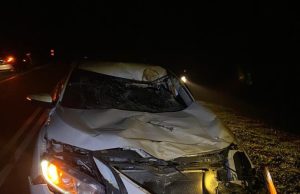 Kereta langgar gajah, eksekutif bank terselamat