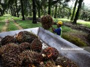 Kilang kelapa sawit disaran guna AI