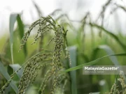 26,000 hektar tanaman padi di Kelantan ditenggelami air – Pesak