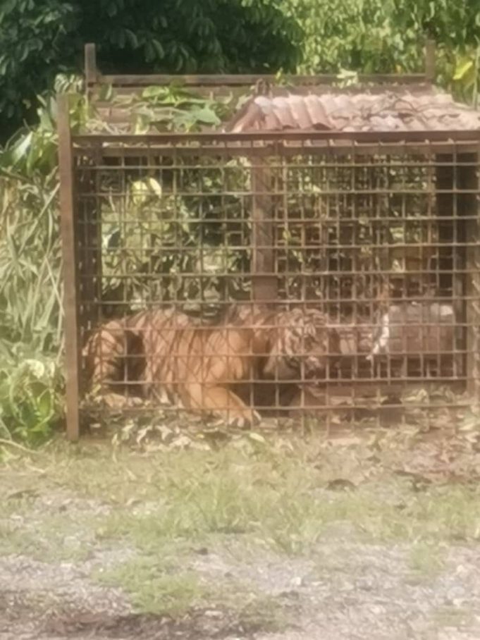 harimau
